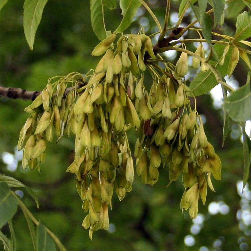 Fraxinus excelsior - Frêne commun (Harvest)
