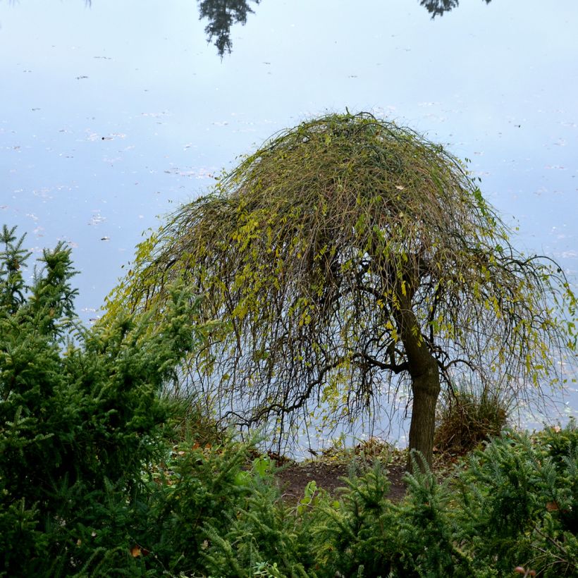 Fraxinus excelsior Pendula - Frêne pleureur (Plant habit)