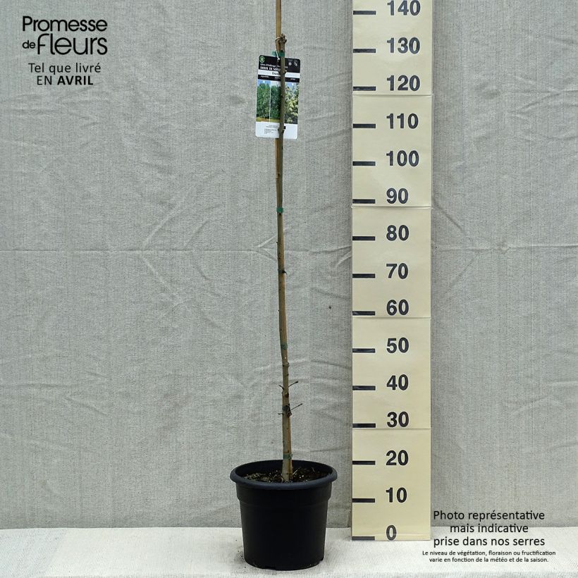 Example of Fraxinus ornus - Frêne à fleurs, Orne Pot de 7,5L/10L as you get in printemps