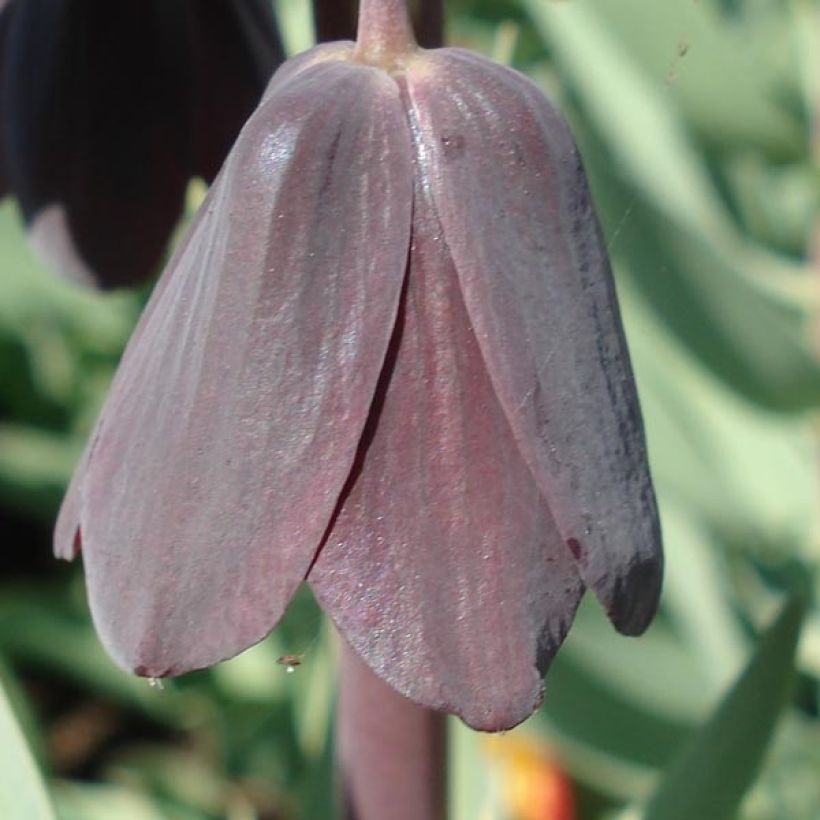 Fritillaire persica Adiyaman - Fritillaire de Perse noire (Flowering)