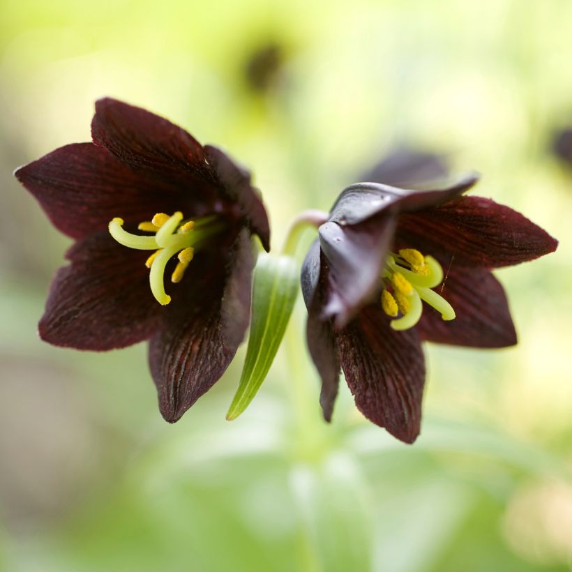 Fritillaire camschatcensis - Lys du Kamtchatka (Flowering)
