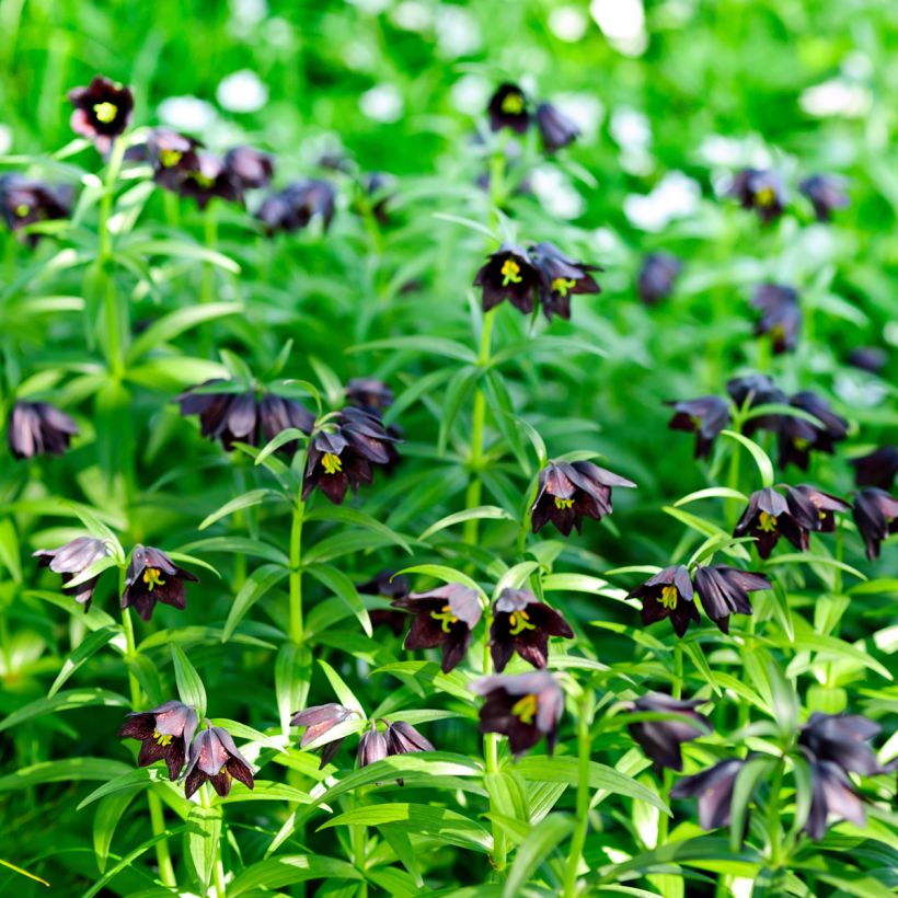 Fritillaire camschatcensis - Lys du Kamtchatka (Plant habit)