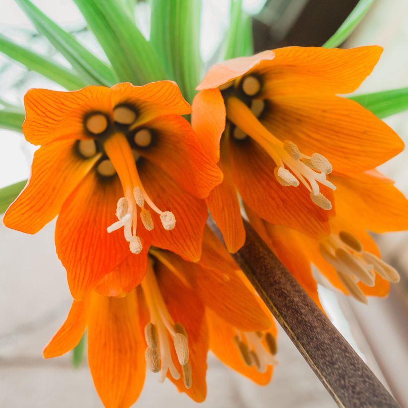 Fritillaire imperialis Prolifera - Couronne impériale (Flowering)