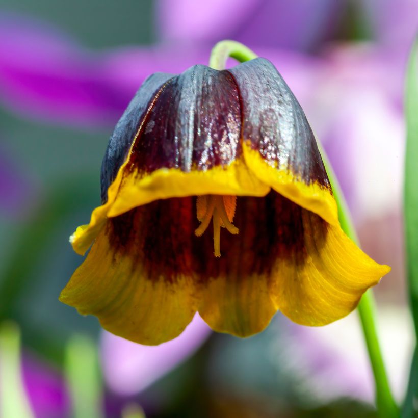 Fritillaire michailovskyi (Flowering)