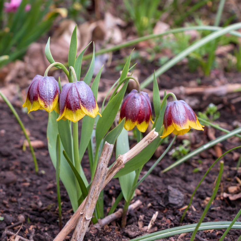 Fritillaire michailovskyi (Plant habit)