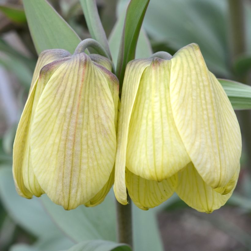 Fritillaire pallidiflora - Fritillaire à fleurs pâles (Flowering)
