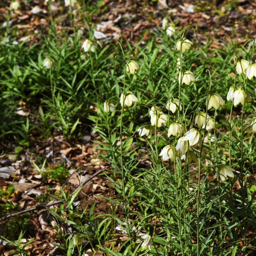 Fritillaire thunbergii - Zhe bei mu  (Plant habit)