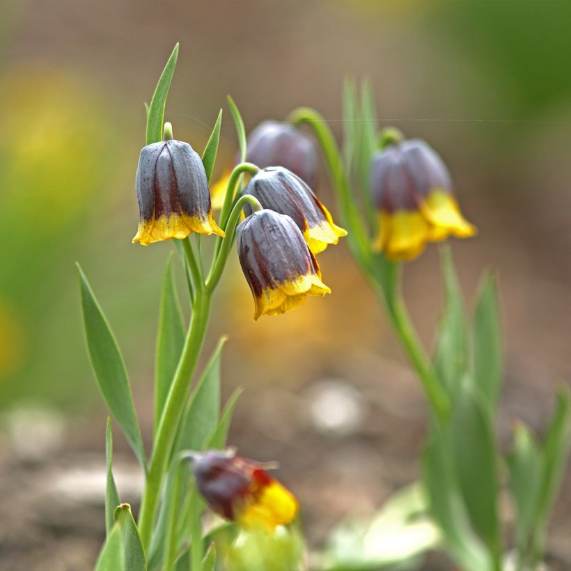 Fritillaire uva-vulpis (Plant habit)