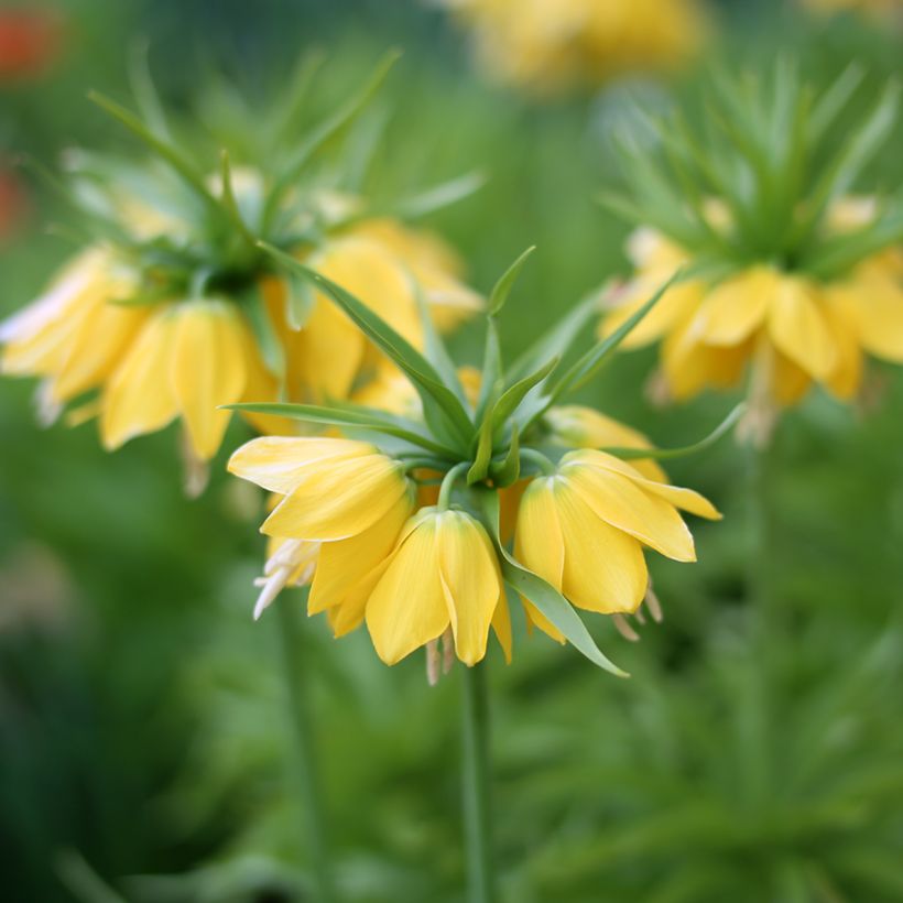 Fritillaire imperialis Lutea - Couronne impériale (Flowering)