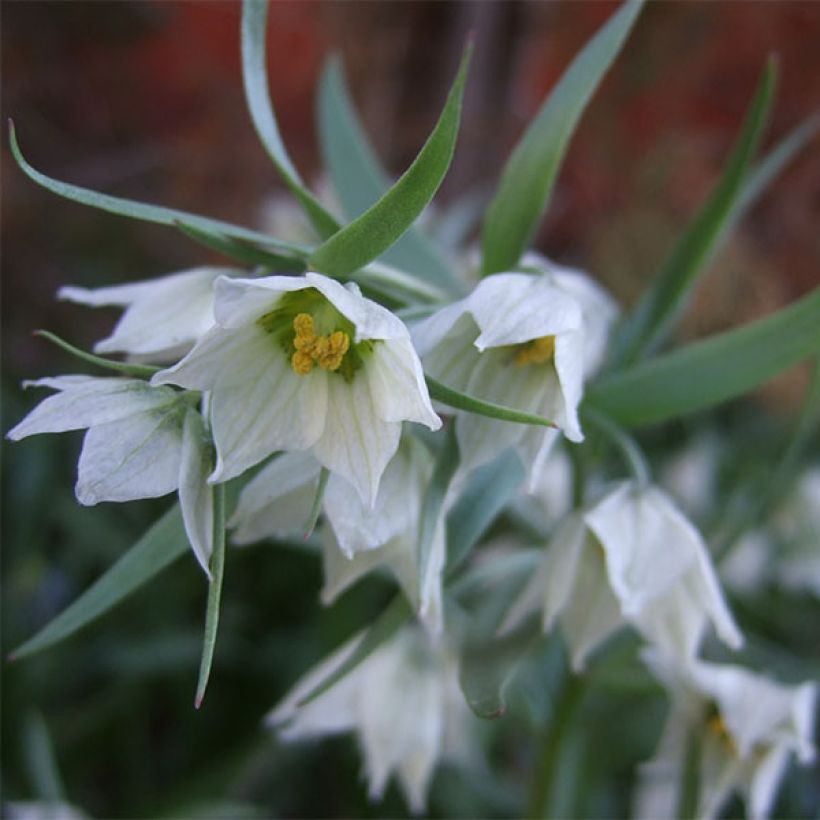 Fritillaria bucharica (Flowering)