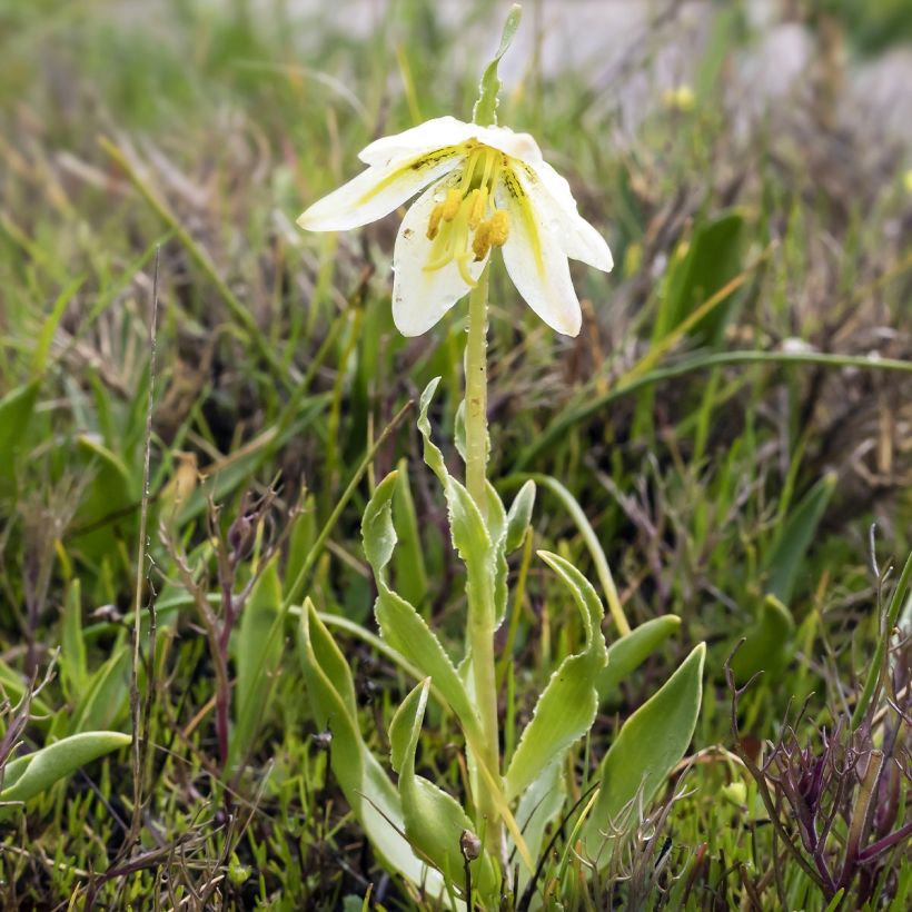 Fritillaria liliacea - Fritillaire botanique (Foliage)