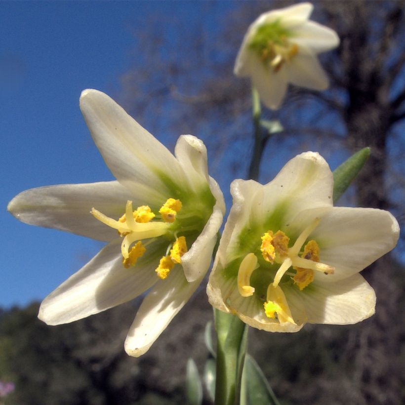 Fritillaria liliacea - Fritillaire botanique (Flowering)
