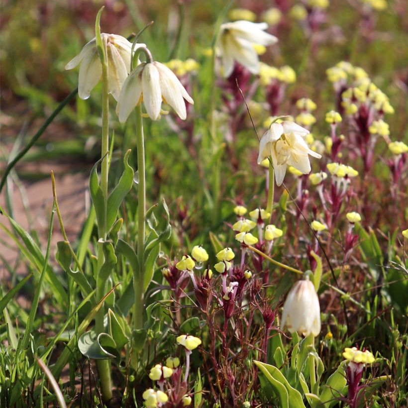Fritillaria liliacea - Fritillaire botanique (Plant habit)