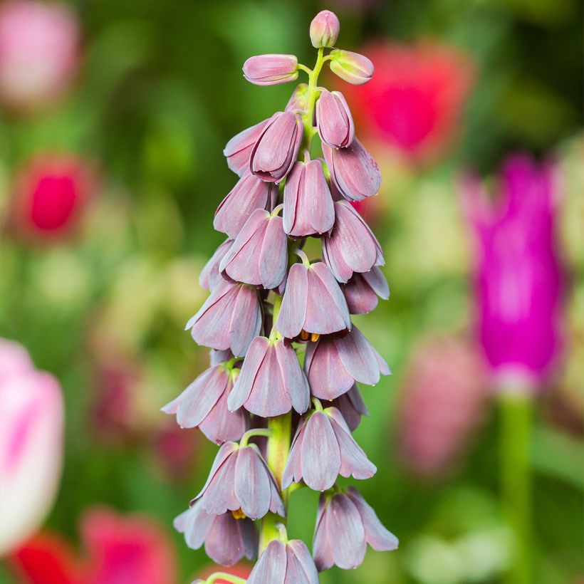 Fritillaria persica - Fritillaire de Perse (Flowering)