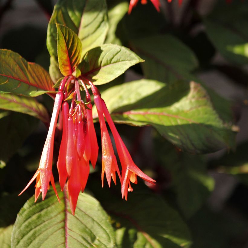 Fuchsia Bush Gartenmeister Bonstedt (Flowering)