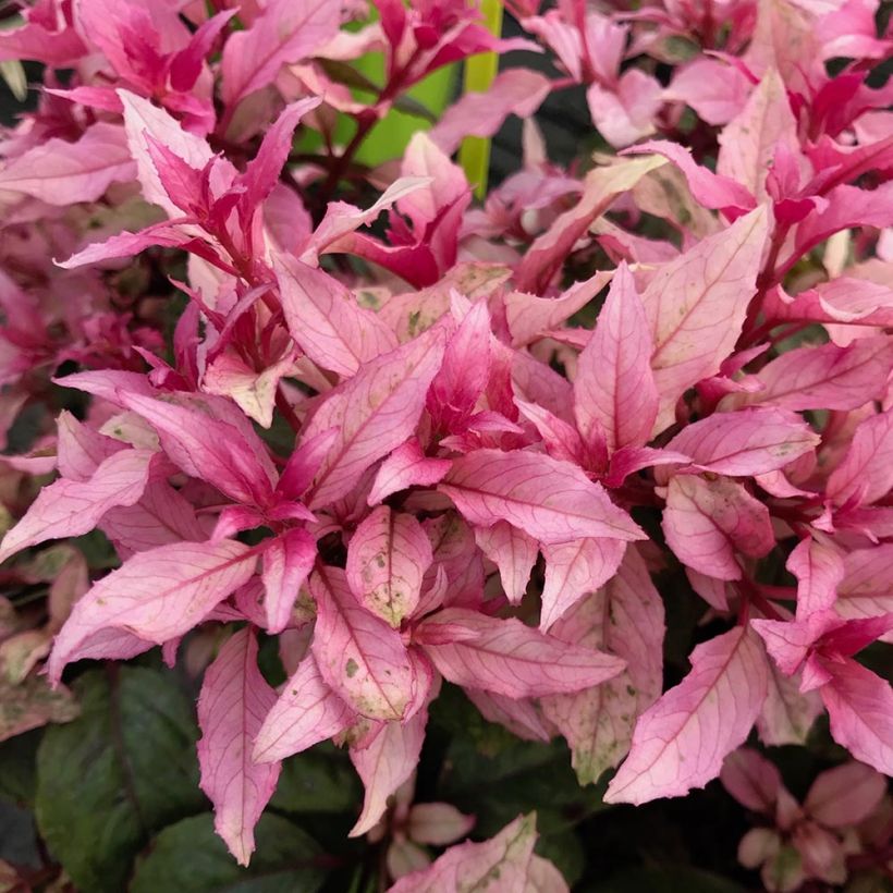 Fuchsia rustique Happy Birthday (Foliage)