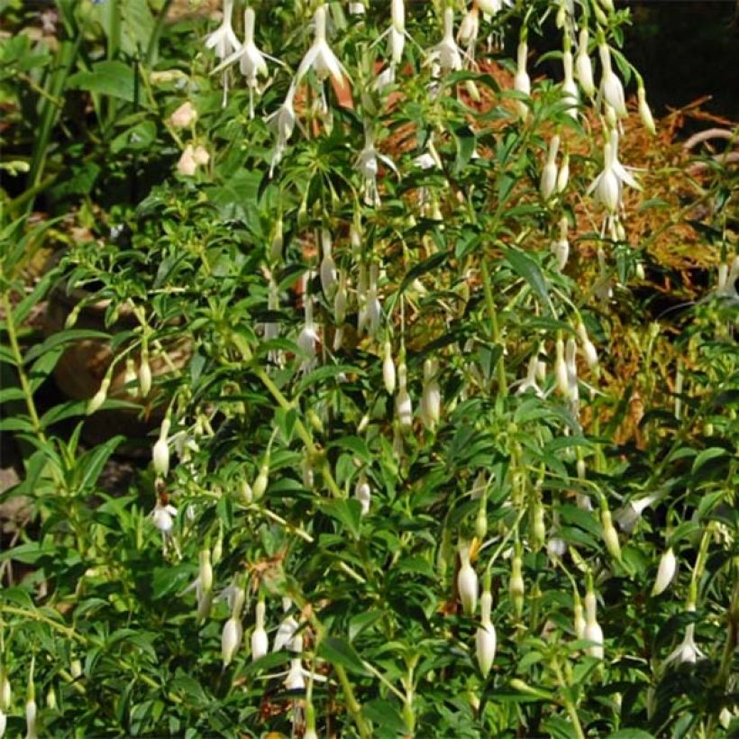 Fuchsia magellanica Hawkshead  (Foliage)