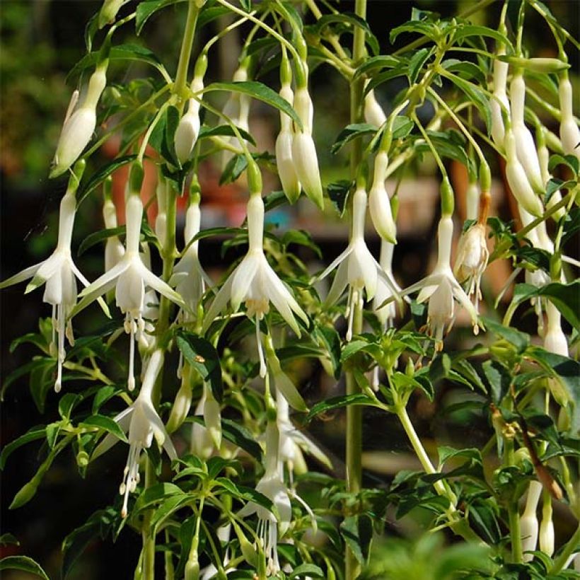 Fuchsia magellanica Hawkshead  (Flowering)