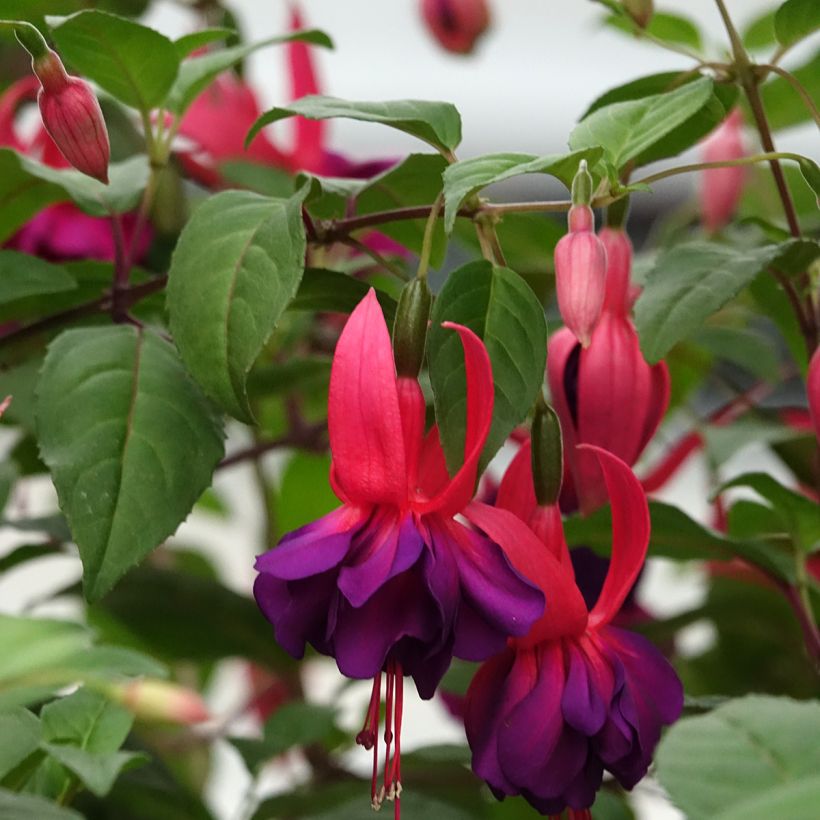 Fuchsia retombant Maori Maid (Flowering)