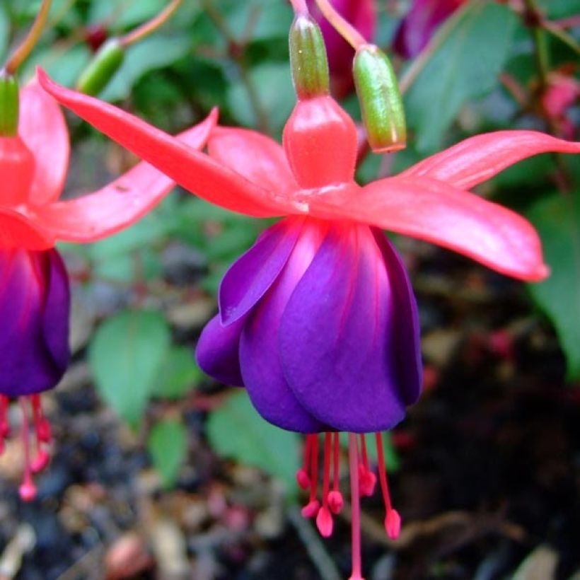 Fuchsia rustique Marjory Black (Flowering)