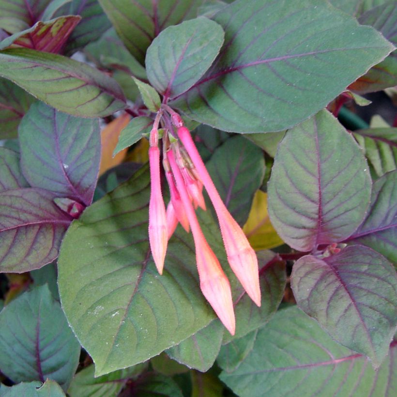 Fuchsia Thalia (Foliage)