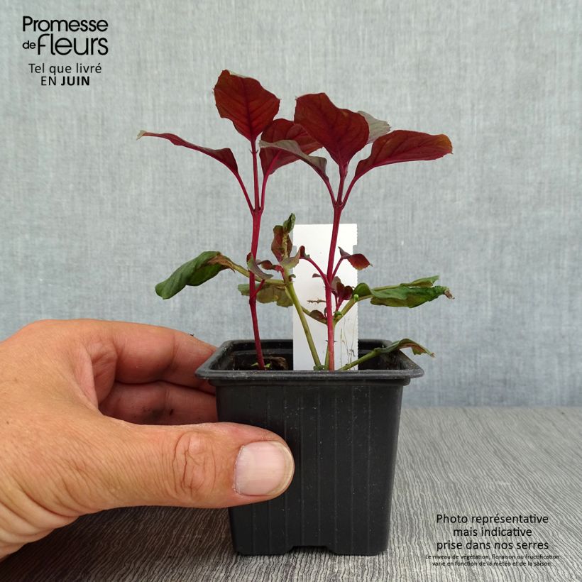 Example of Fuchsia Ting a Ling Godet de 8/9 cm as you get in ete