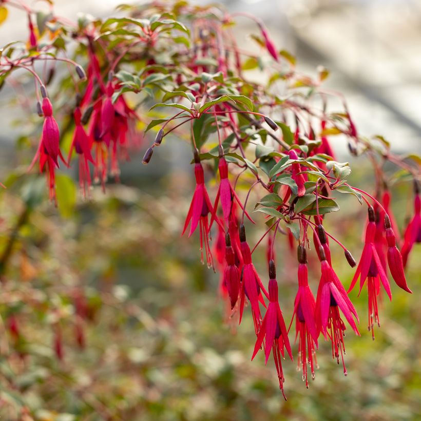 Fuchsia regia Regal (Flowering)