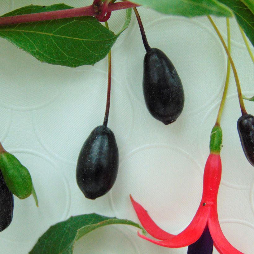 Fuchsia regia Reitzii - Fuchsia royal (Harvest)