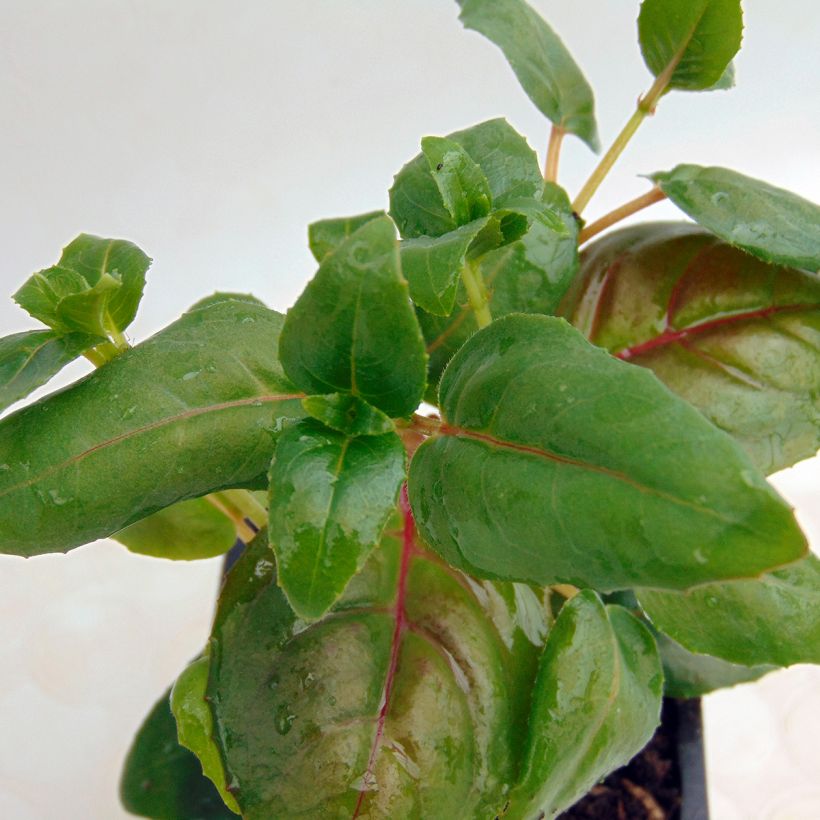 Fuchsia retombant Dark Eyes (Foliage)