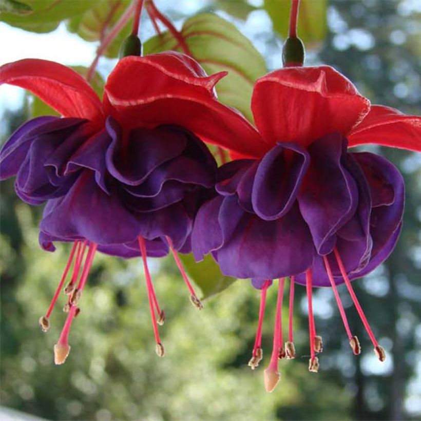 Fuchsia retombant Dark Eyes (Flowering)