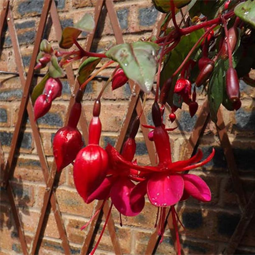 Fuchsia retombant Marinka (Flowering)