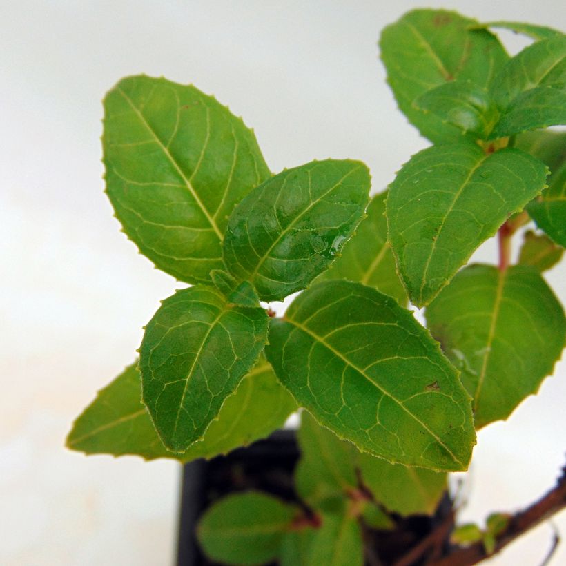 Fuchsia retombant Royal Mosaïc (Foliage)