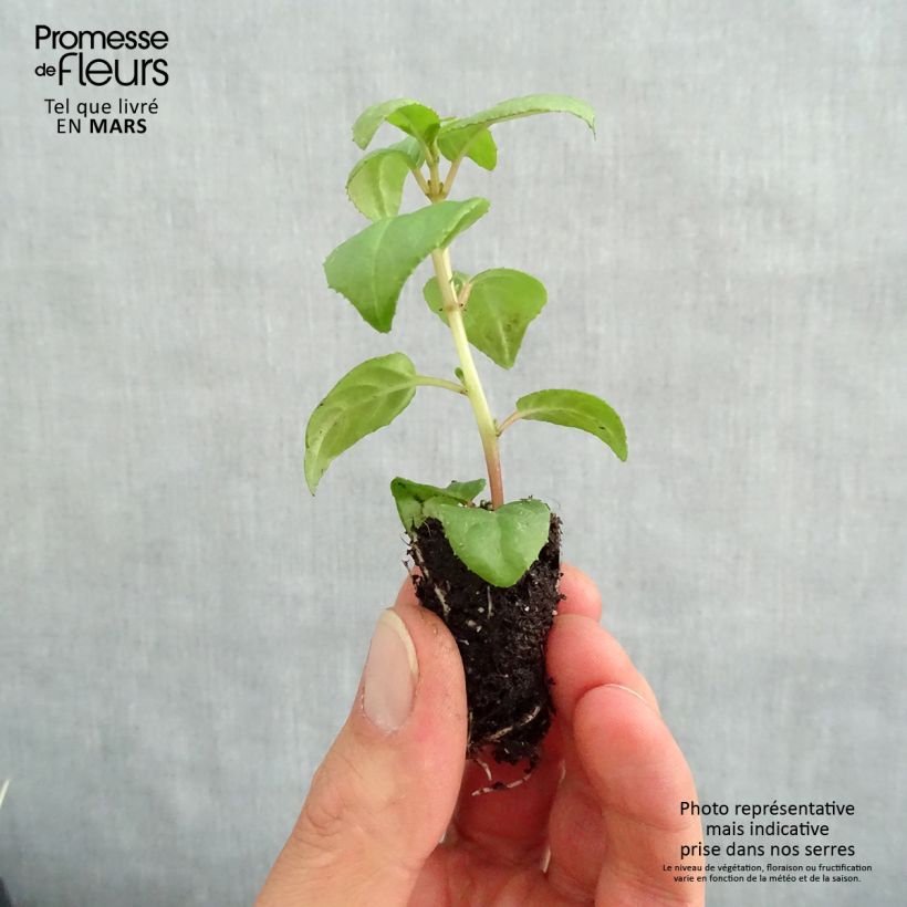 Example of Fuchsia retombant Sir Matt Busby Mini-motte Ø 1,5/2,5 cm as you get in printemps