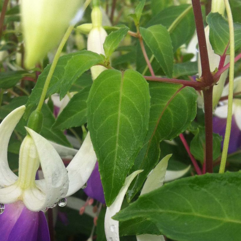 Fuchsia rustique Blue Sarah (Foliage)