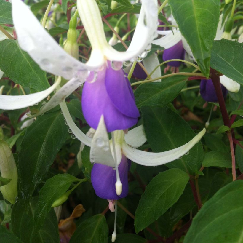 Fuchsia rustique Blue Sarah (Flowering)
