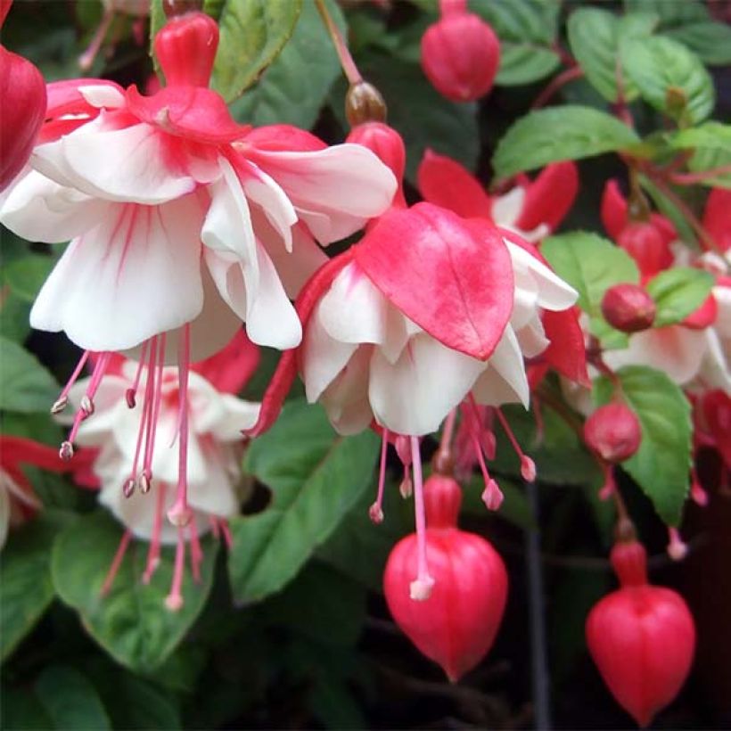 Fuchsia semi-retombant Swingtime (Flowering)