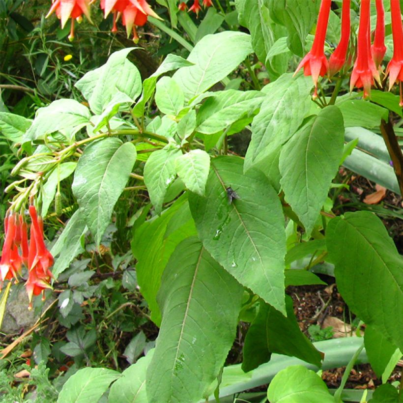 Fuchsia triphylla (Fulgens) - Fuchsia arbustif (Foliage)