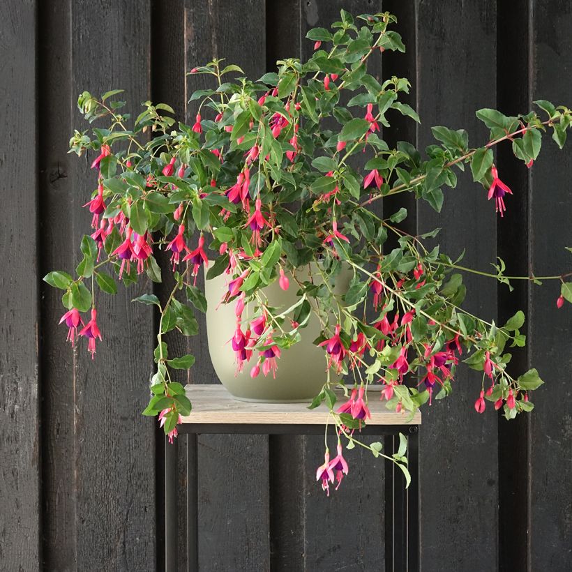 Fuchsia rustique Mrs Popple (Plant habit)