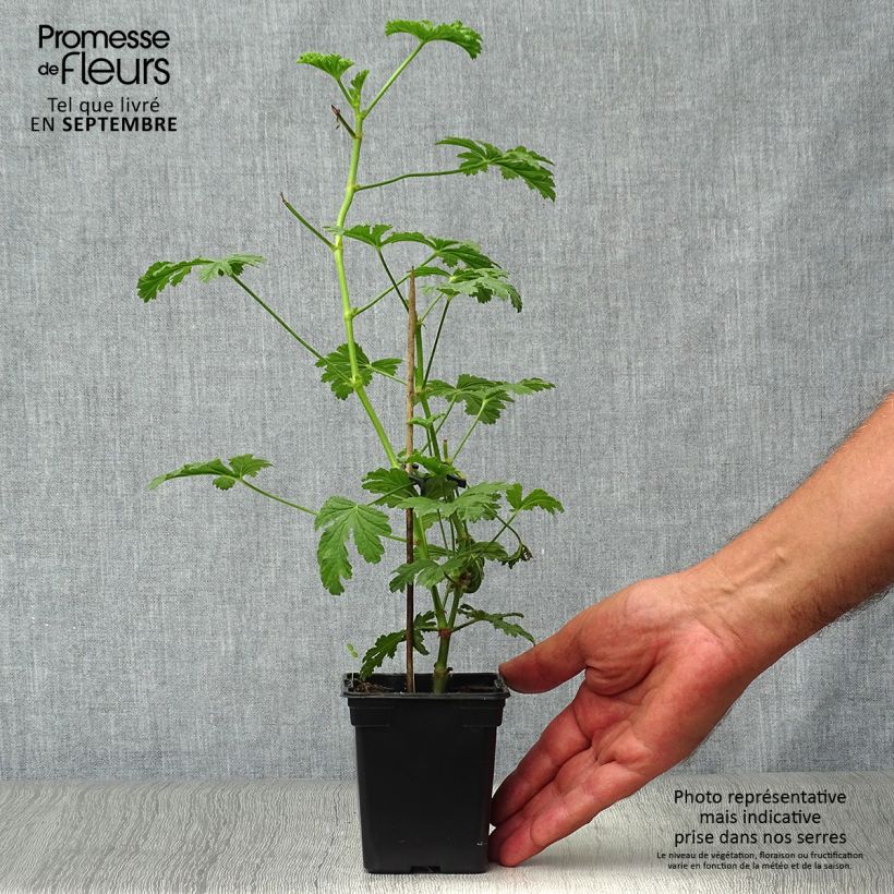 Example of Pélargonium - Geranium parfumé Paton's Unique Godet de 7/8 cm as you get in automne