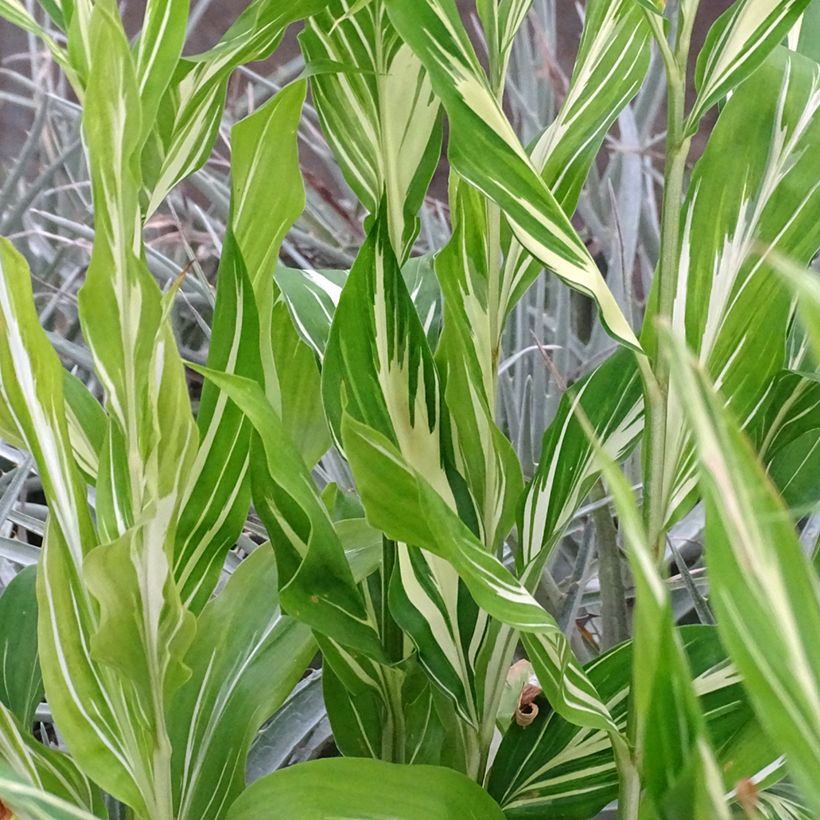 Gingembre japonais - Zingiber mioga Dancing Crane (Foliage)