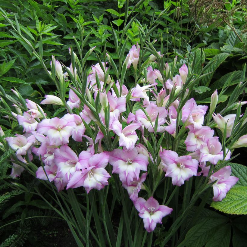 Glaieul ou Gladiolus tubergenii Charming Henry (Plant habit)