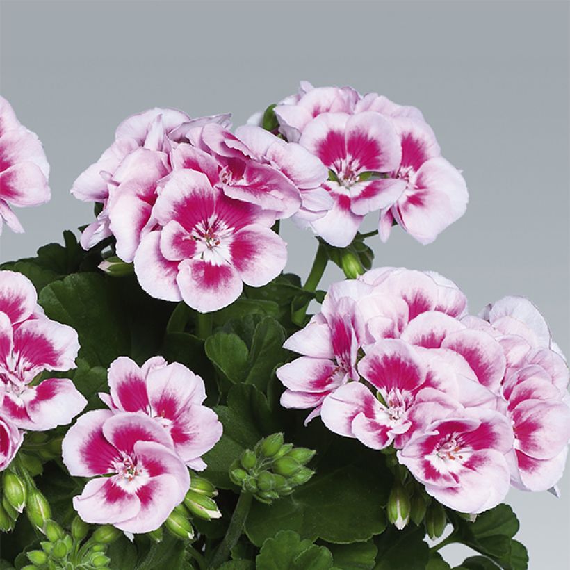 Géranium zonale Flower Fairy White Splash (Flowering)