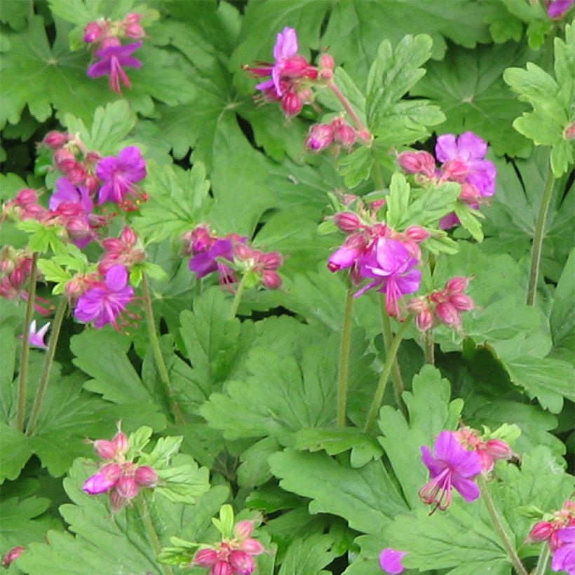 Géranium vivace macrorrhizum Bevan s Variety (Flowering)