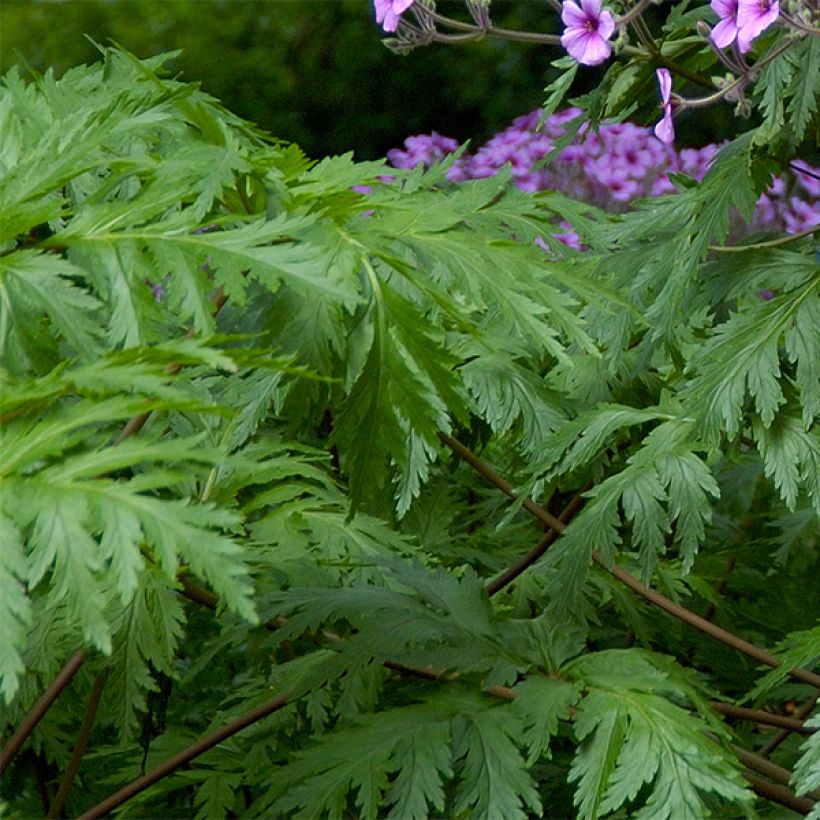 Géranium maderense - Géranium de Madère (Foliage)