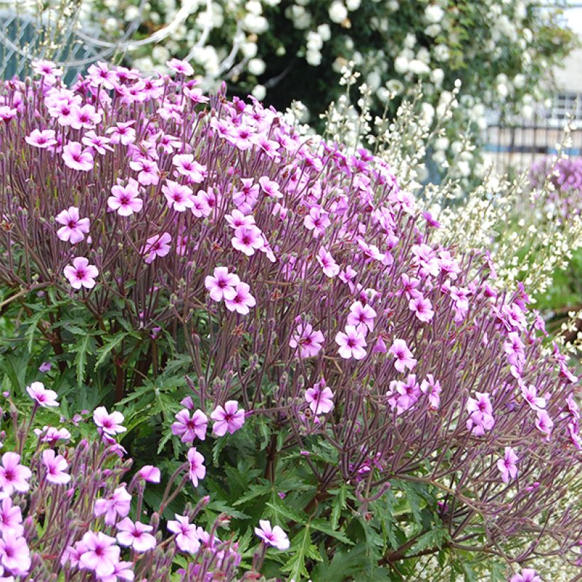 Géranium maderense - Géranium de Madère (Flowering)