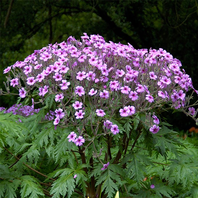 Géranium maderense - Géranium de Madère (Plant habit)
