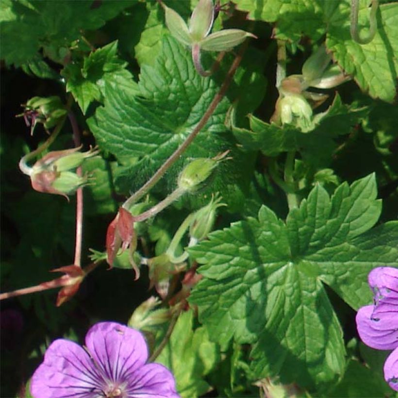 Géranium vivace Pink Penny (Foliage)