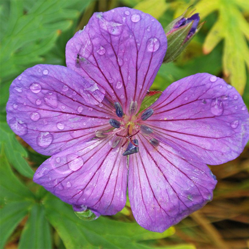 Géranium vivace clarkei Kashmir Purple (Flowering)