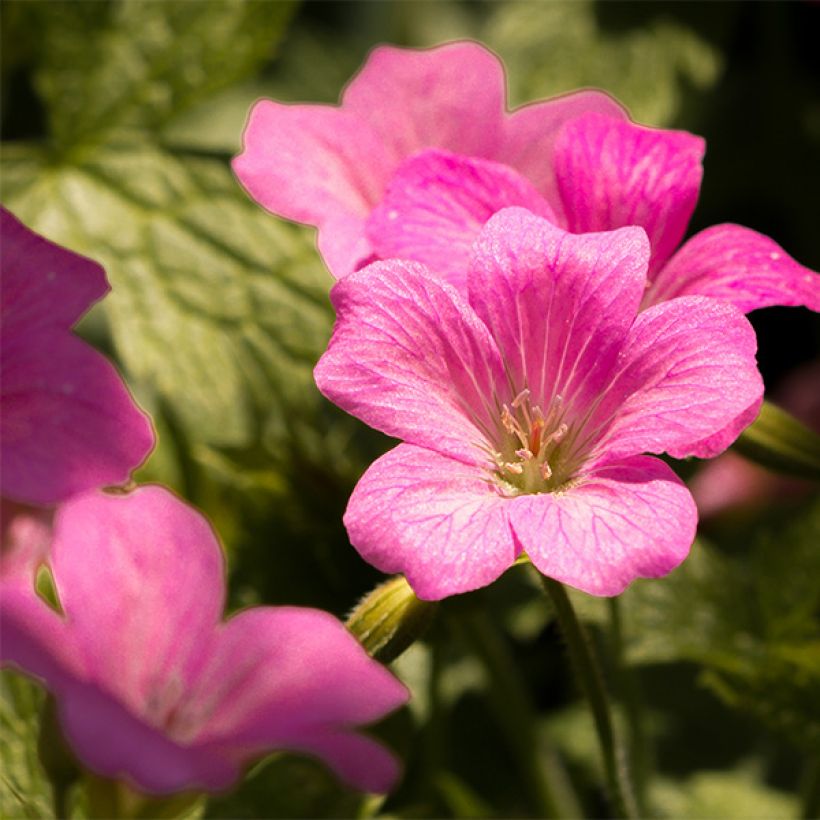 Géranium vivace endressii Beholder's Eye (Flowering)
