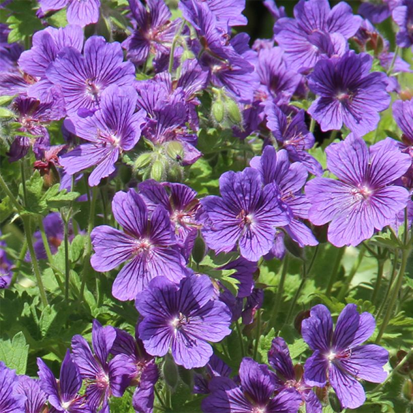 Géranium vivace ibericum Vital -  Geranium vivace d'Ibérie (Flowering)